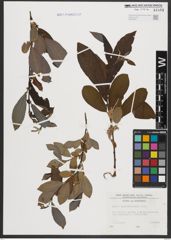 Foto von Salix appendiculata Vill.